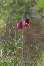 Fritillaire Pintade - Fritillaria meleagris