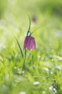 Fritillaire Pintade - Fritillaria meleagris