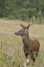 Cerf élaphe - Cervus elaphus