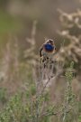 Gorgebleue à miroir - Luscinia svecica
