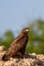 Buse variable - Buteo buteo