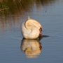 Cygne tuberculé - Cygnus olor